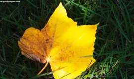 孩子的小小战斗：两次手术后，3岁的她在阳光下种下希望