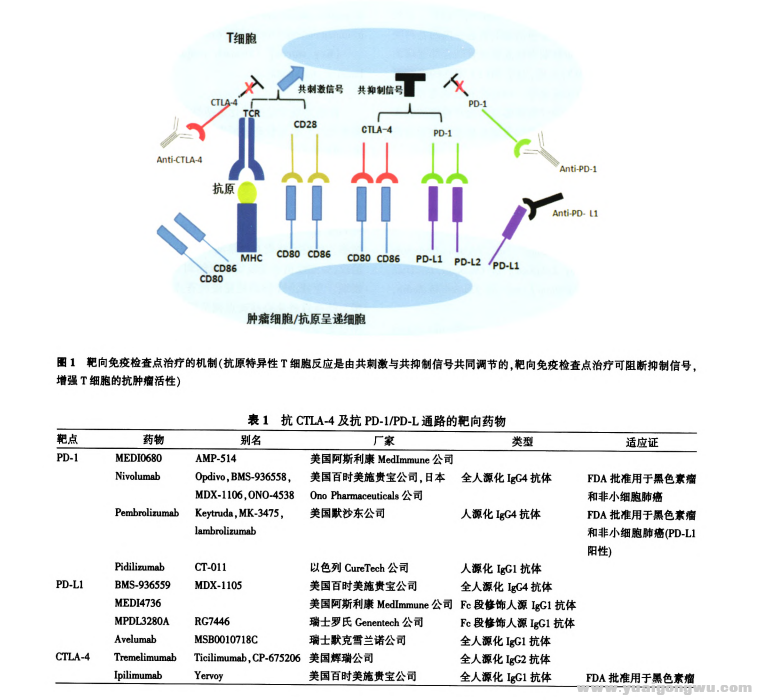 胃癌免疫治疗的进展1.png